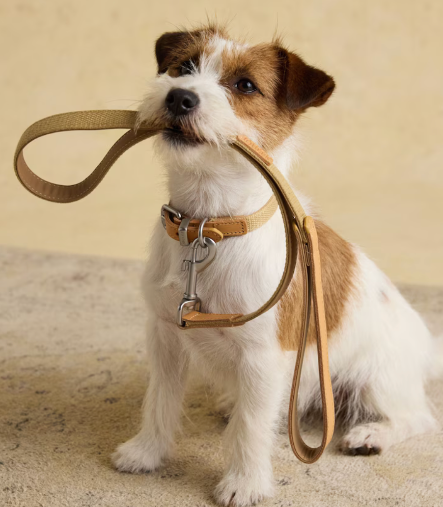 Joules-tan dog  lead