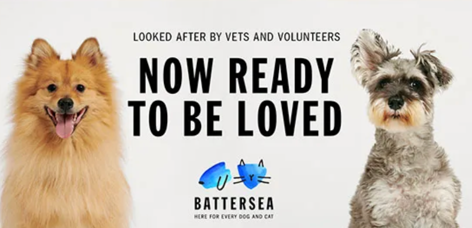 Daisy x Battersea