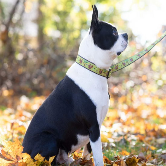 Squirrel collar