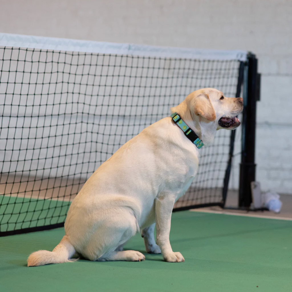 Tennis balls collar
