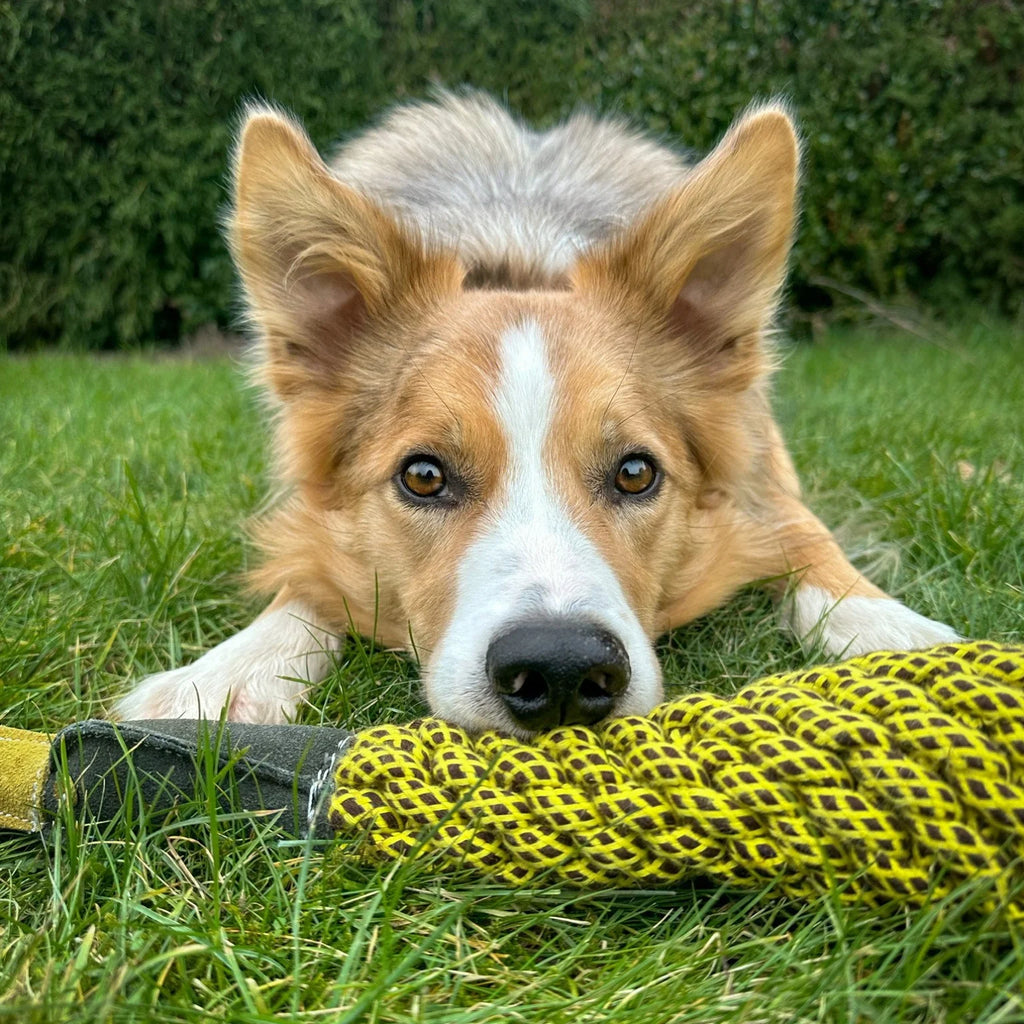 Delilah the Duckess dog toy