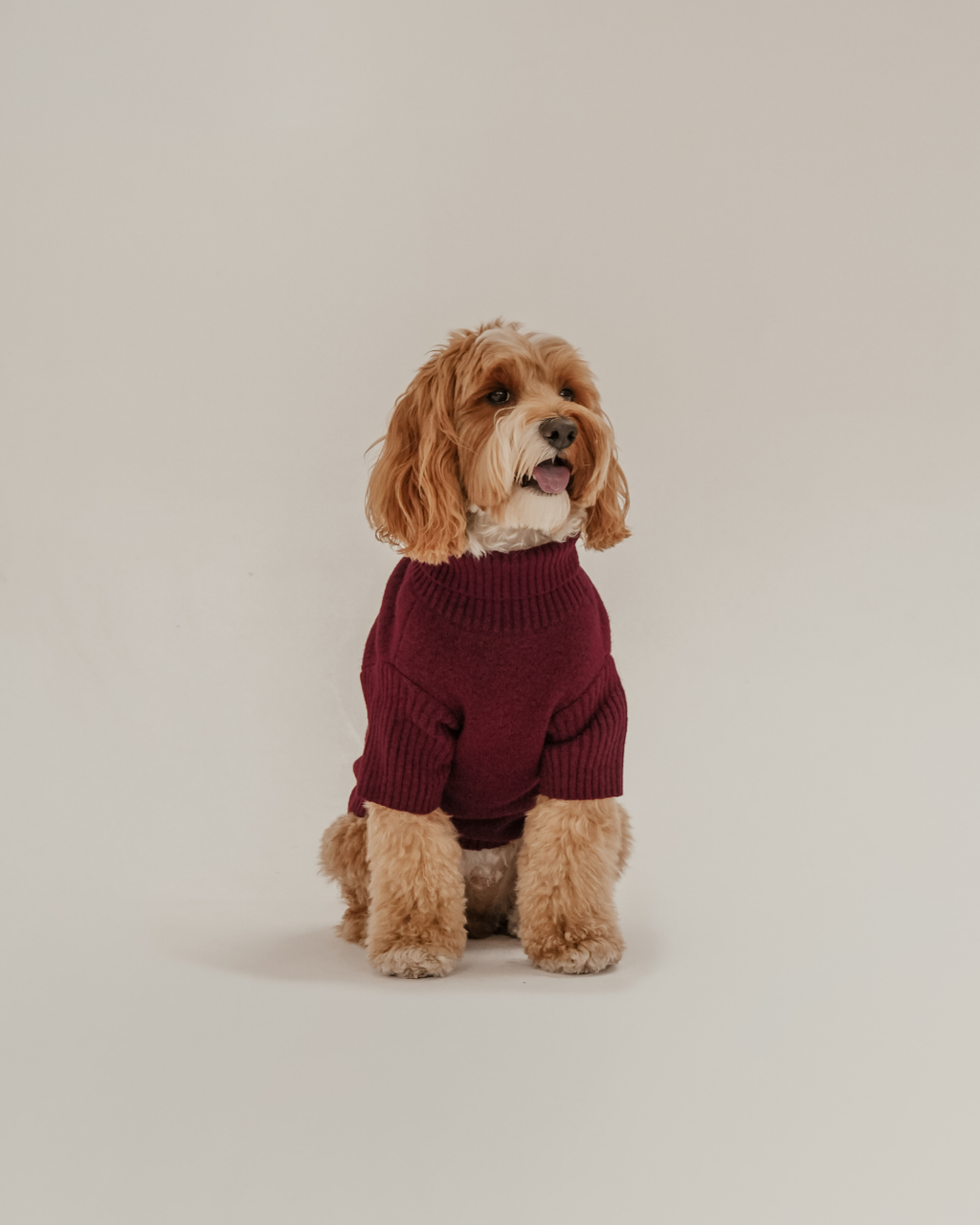 Santa's Little Helper | Roll Neck Knit Dog Jumper