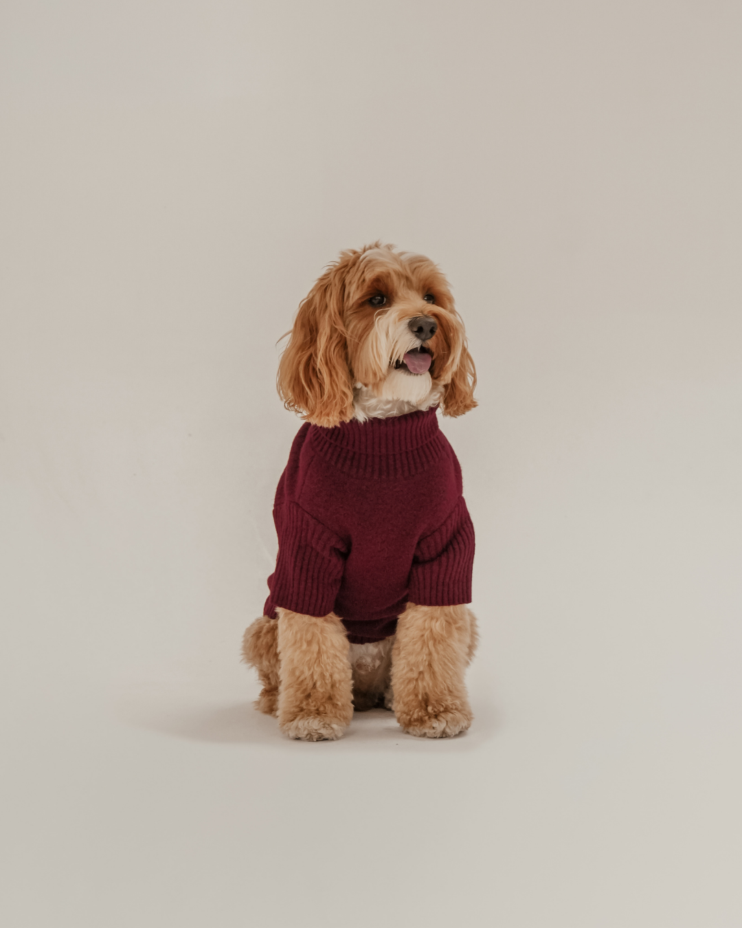 Santa's Little Helper | Roll Neck Knit Dog Jumper