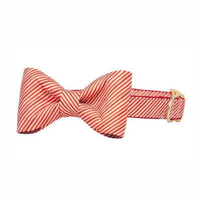 Cinnamon stripe bow tie dog collar