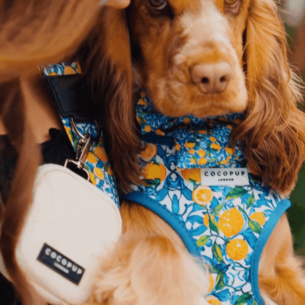 Amalfi Lemon Adjustable Neck HARNESS