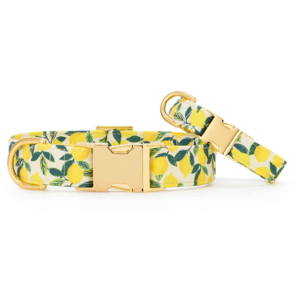 Lemon Zest Dog Collar