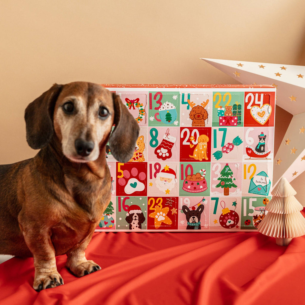Christmas Biscuit Advent Calendar for Dogs