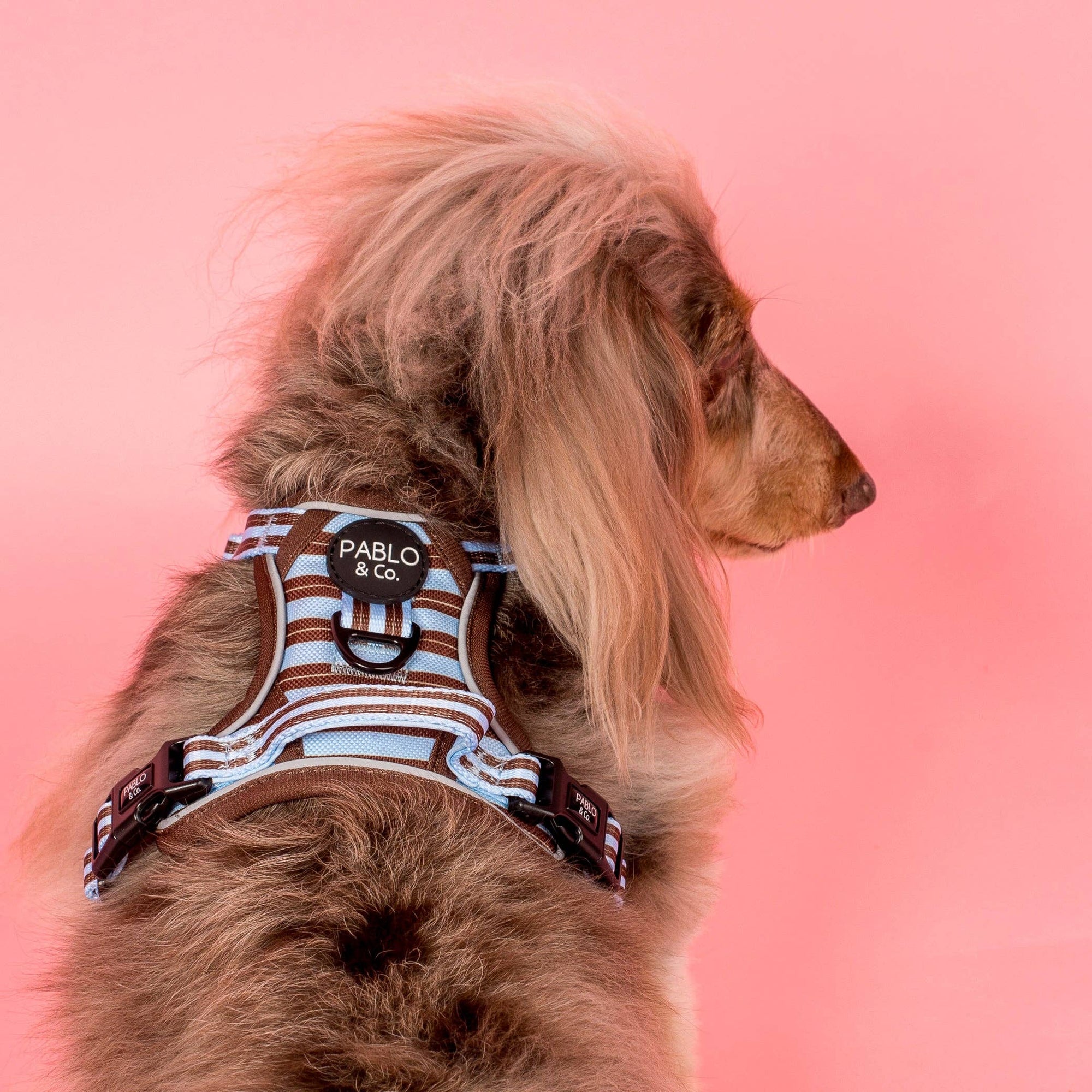 Sunday Stripes: No Pull Adventure Dog Harness