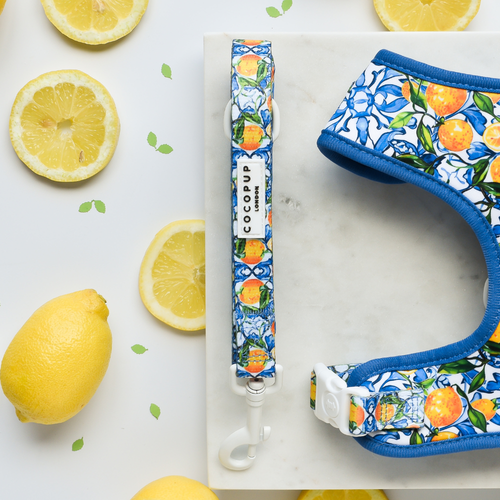 Amalfi Lemon Lead