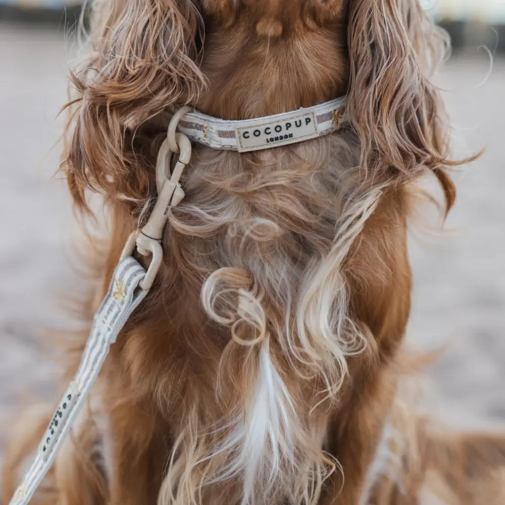 Sandy Starpaws COLLAR