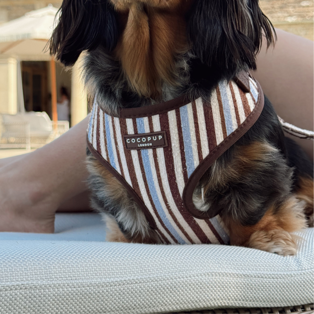 Brown & Blue Stripes Adjustable Neck  Dog HARNESS