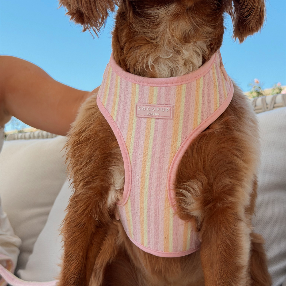 Pastel Stripes Adjustable Neck HARNESS for Dogs