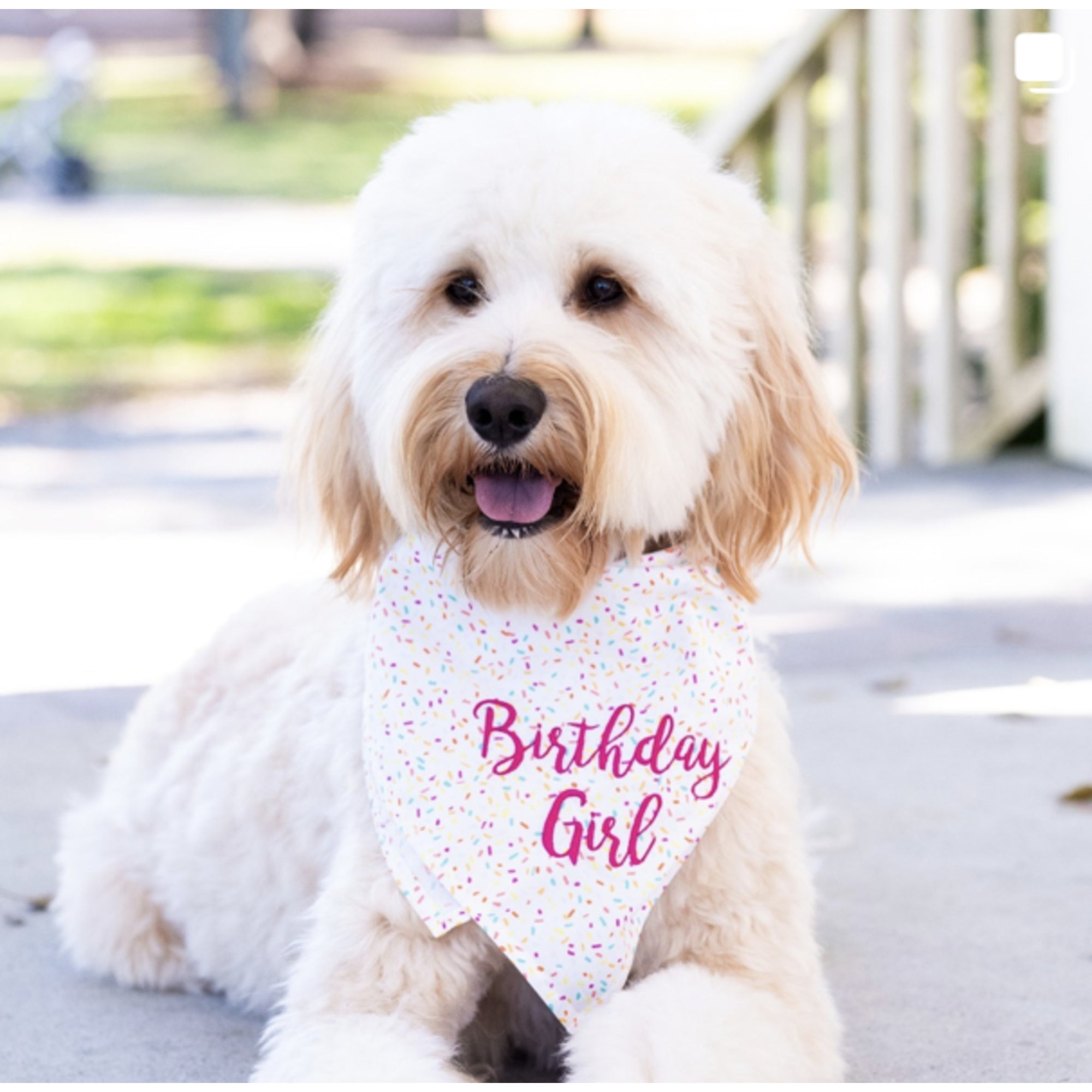 Sprinkles birthday girl dog bandana crew La La