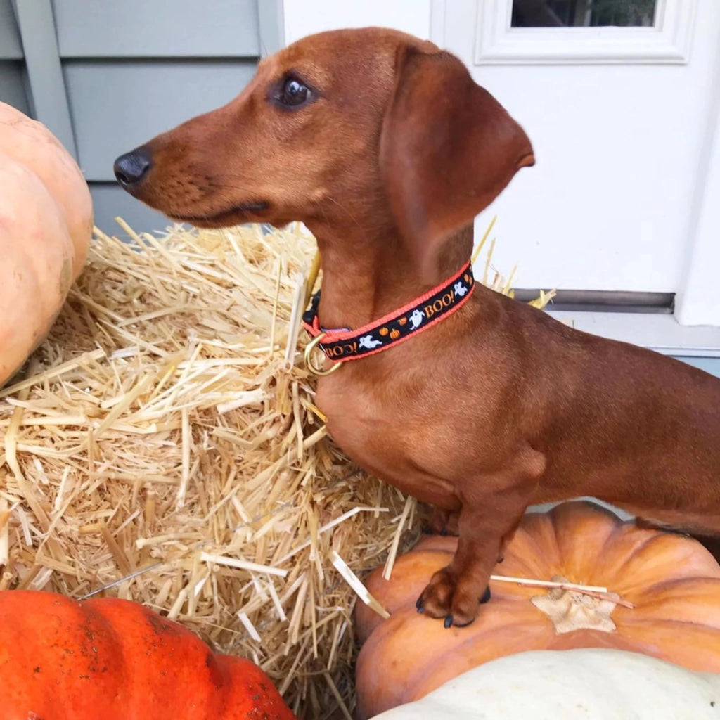 Boo! Collar