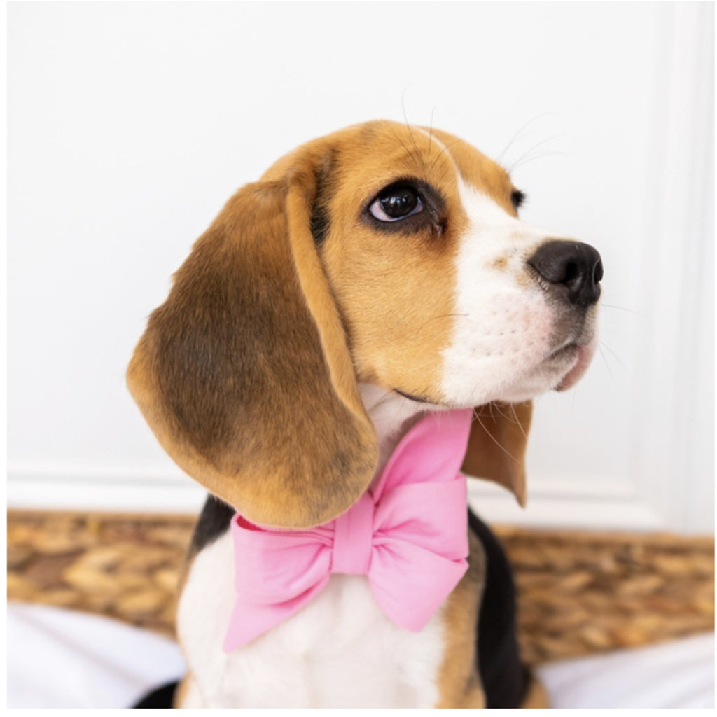 Bubblegum pink Belle bow dog collar