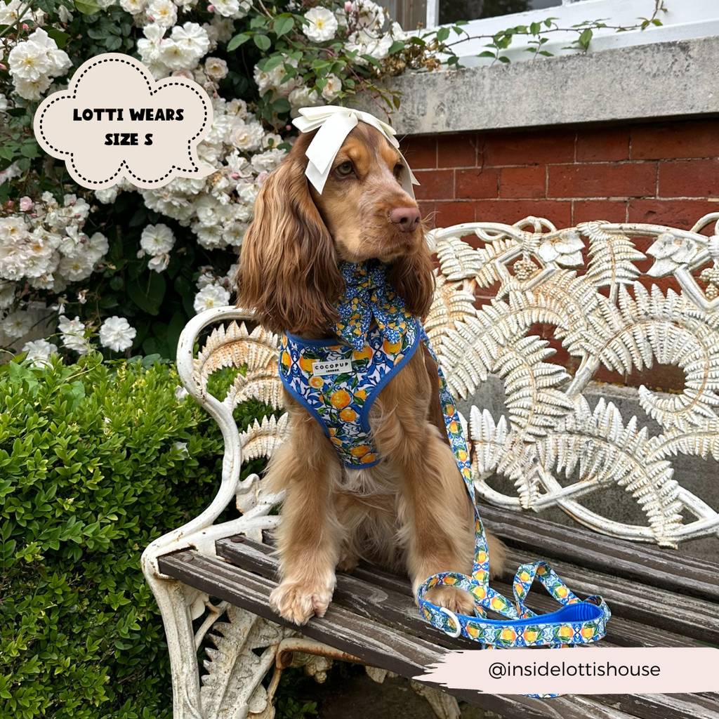 Amalfi Lemon Adjustable Neck HARNESS