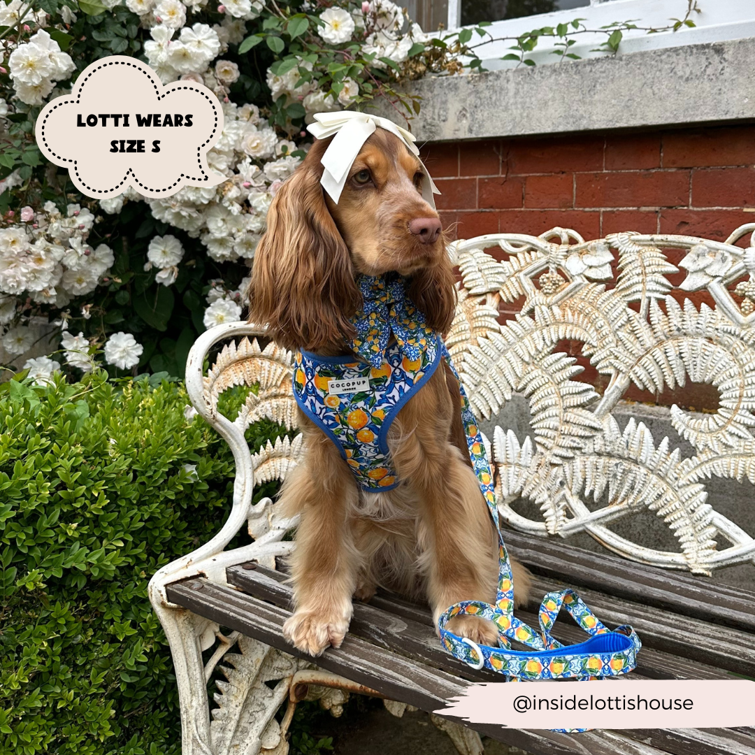 Amalfi Lemon Dog Lead
