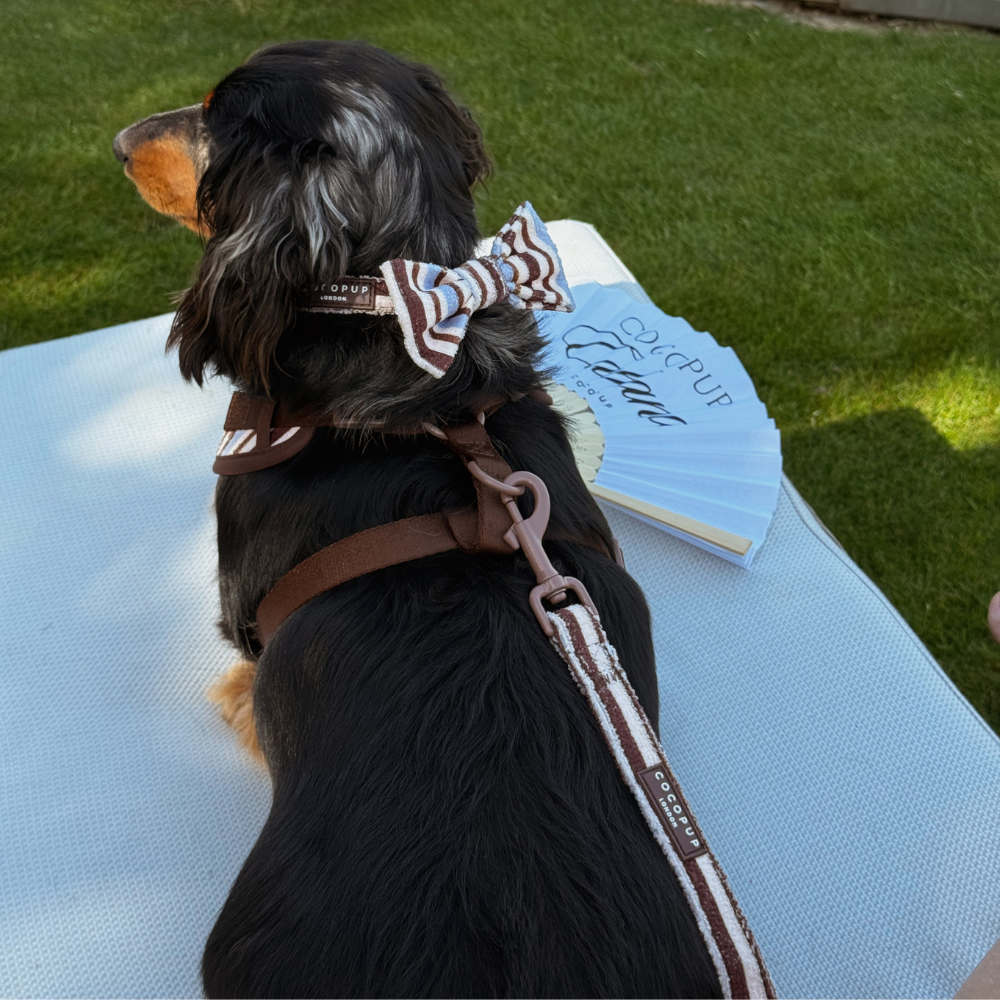 Brown & Blue Stripes Dog Lead