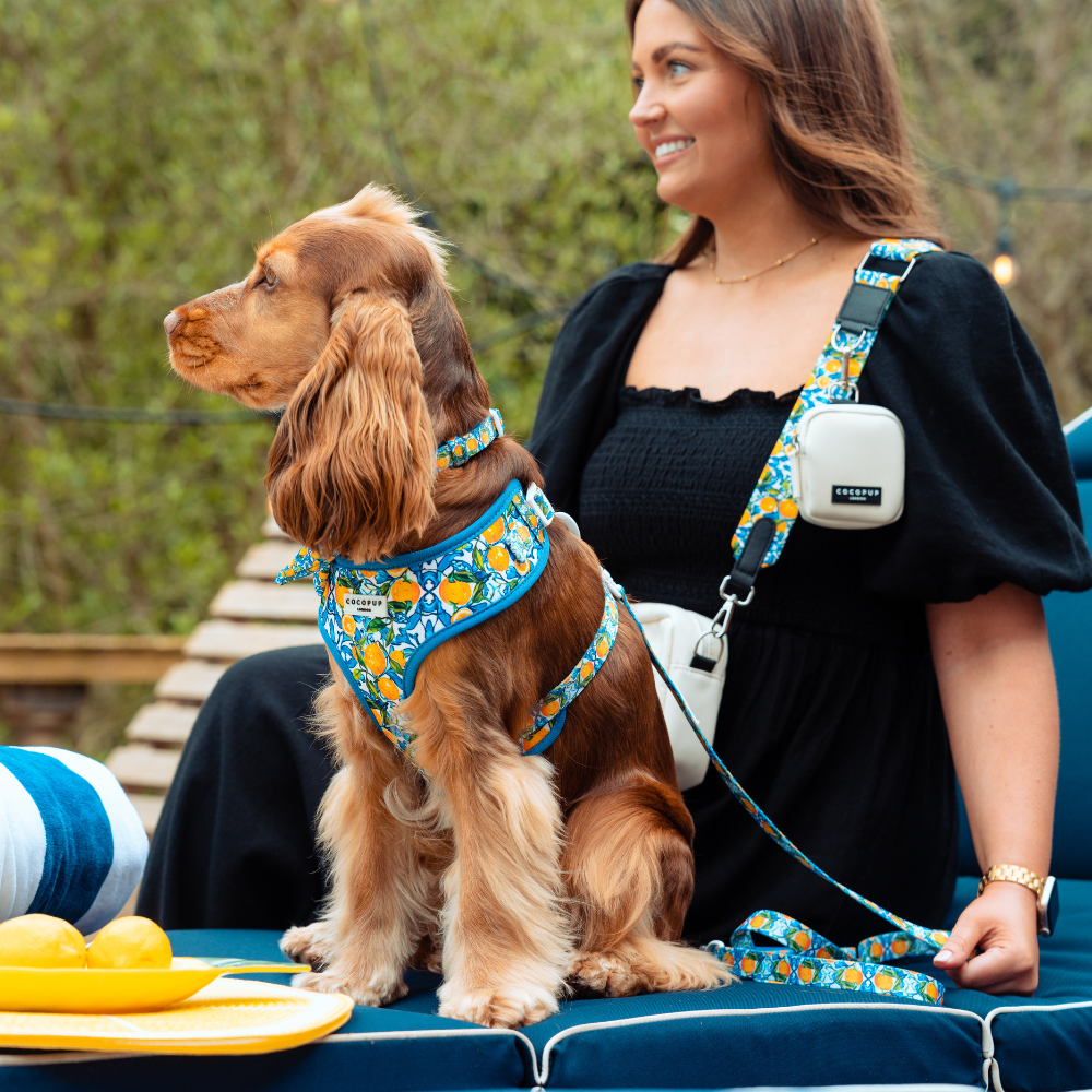 Amalfi Lemon Dog Lead