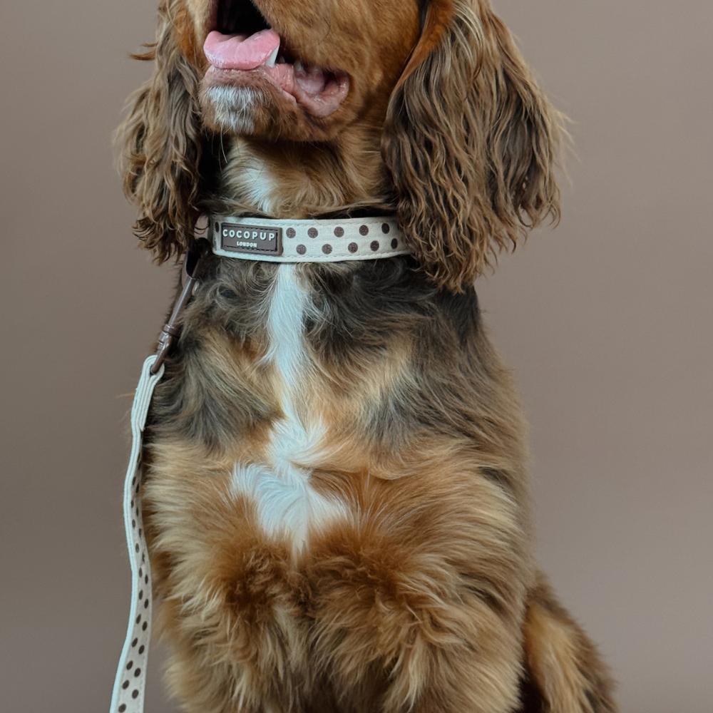 Tiramisu Polka Dot dog collar