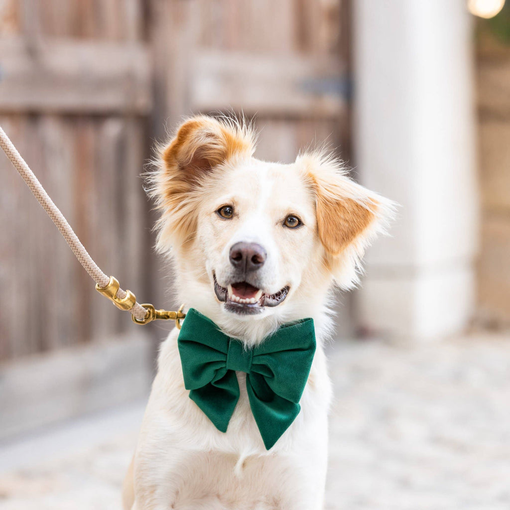 Forest Green Velvet Holiday Lady Dog Bow