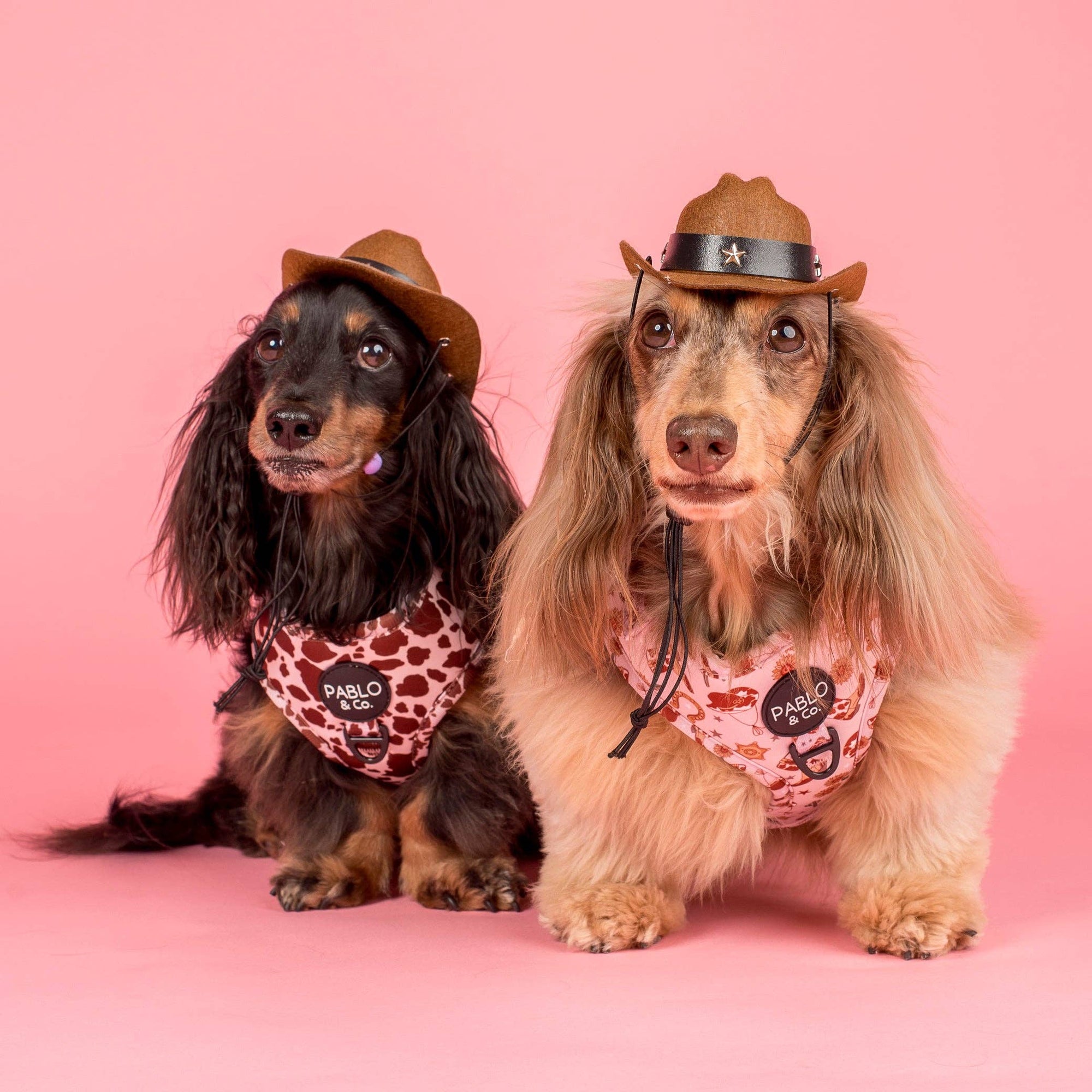 Rodeo Adjustable Dog Harness
