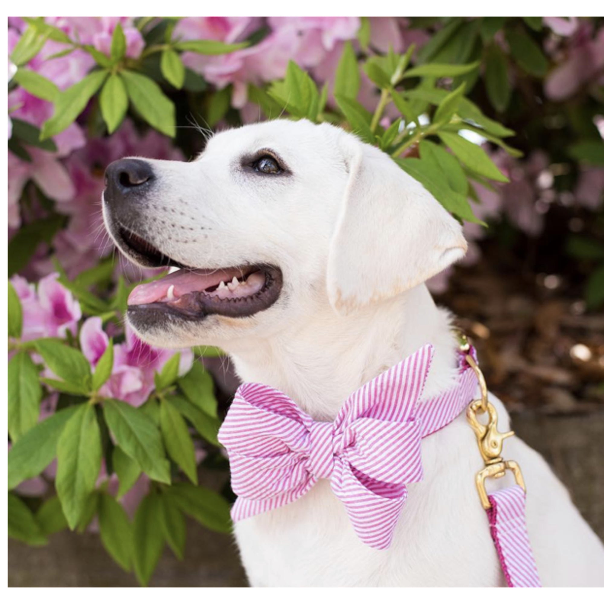 Fuchsia Seersucker Belle Bow Dog Collar