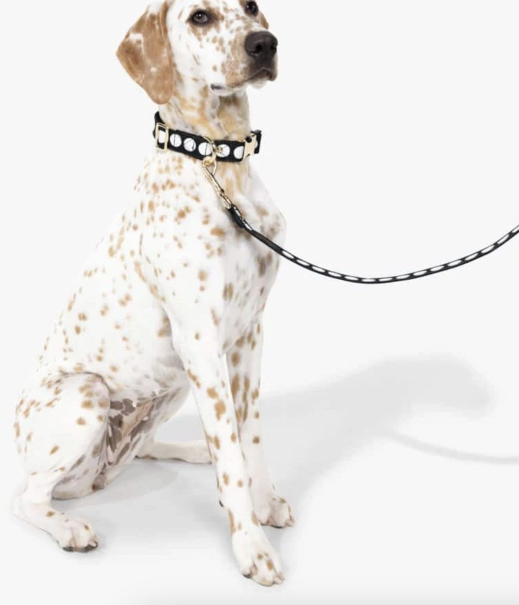 Art dot, dog collar