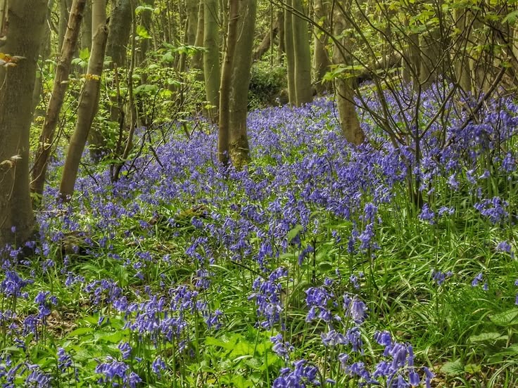Daisy’s Bluebells and Bubbles dog walk