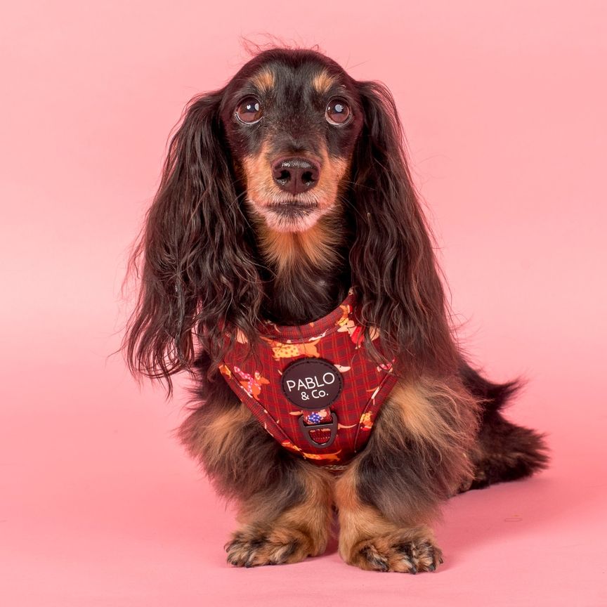 Merry Little Dachshunds harness