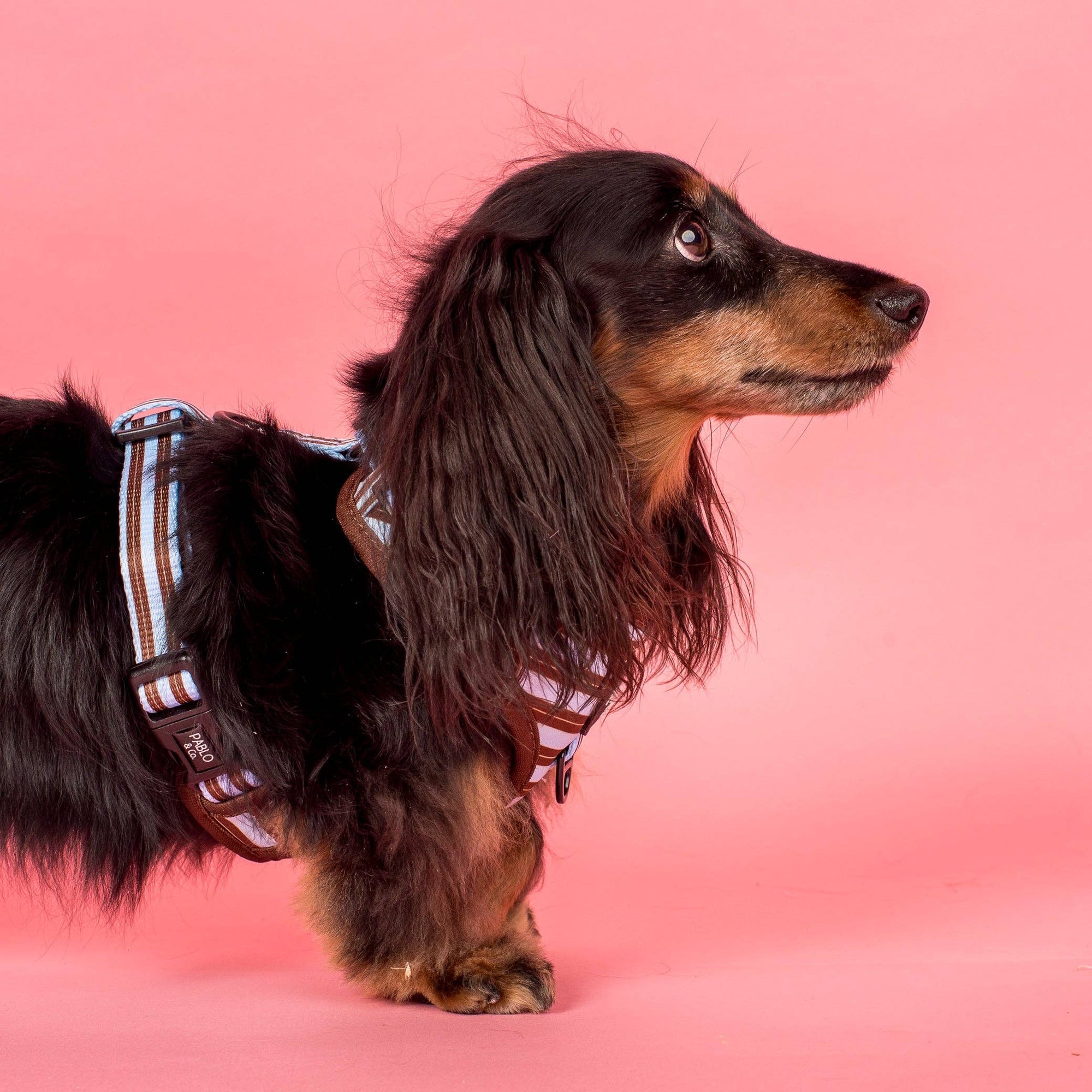 Sunday Stripes: Adjustable Dog Harness