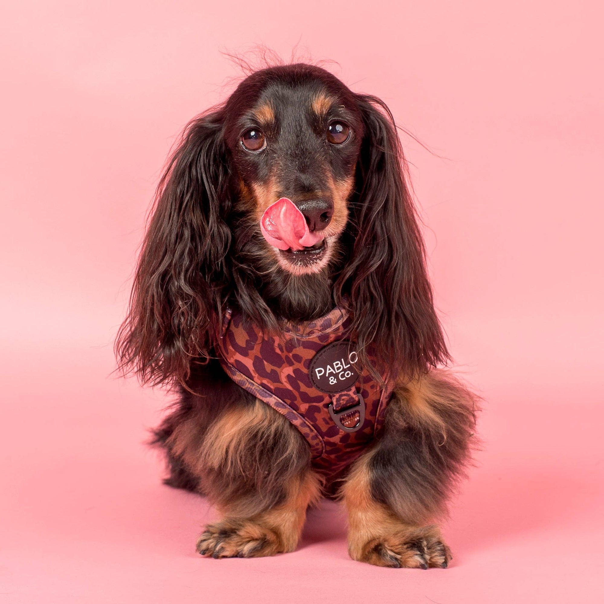 Leopard Adjustable Dog Harness