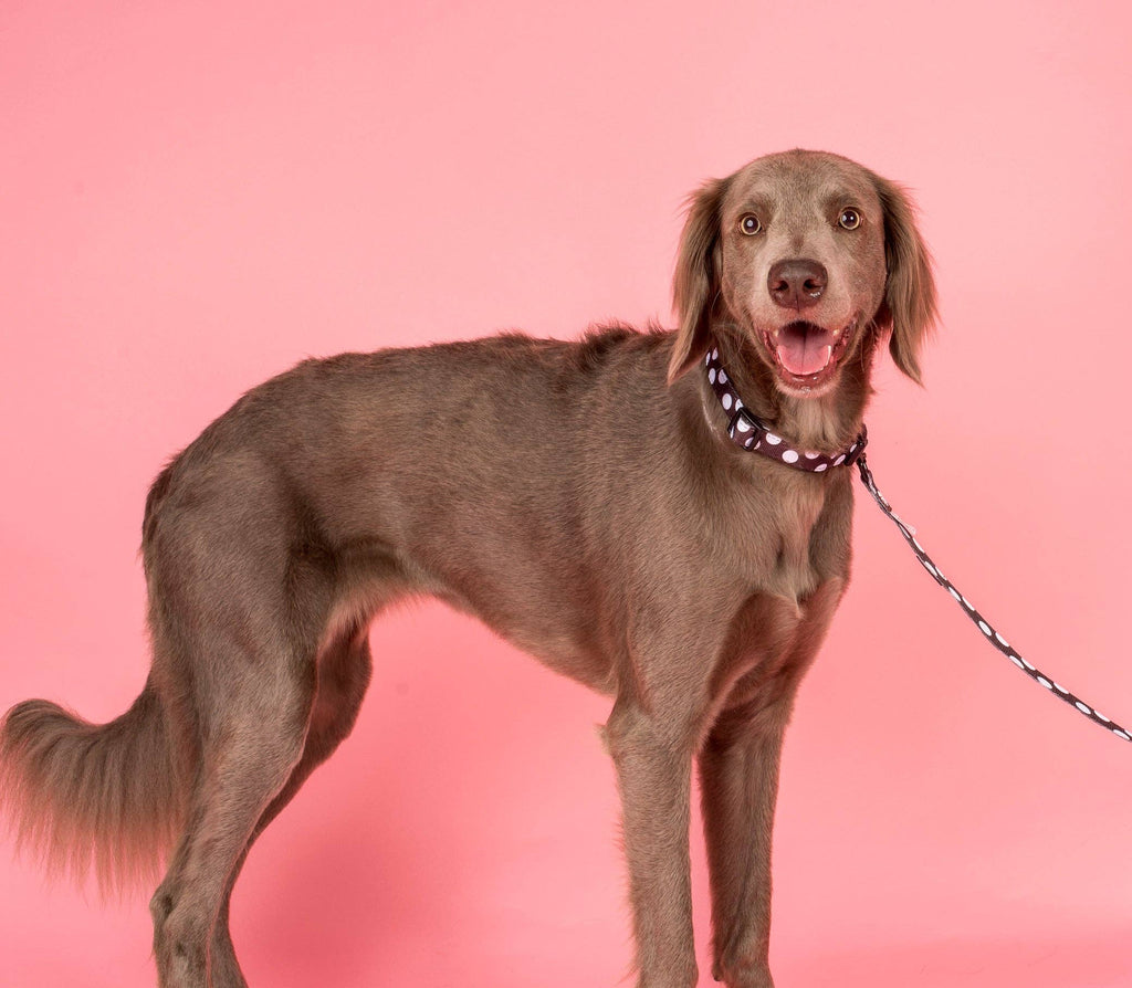 Polka Dots: Collar