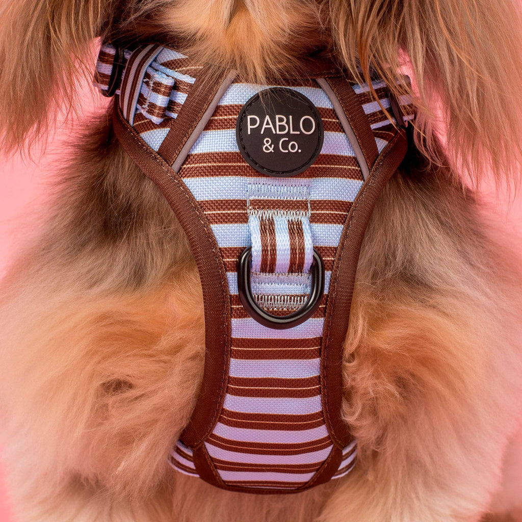 Sunday Stripes: No Pull Adventure Dog Harness