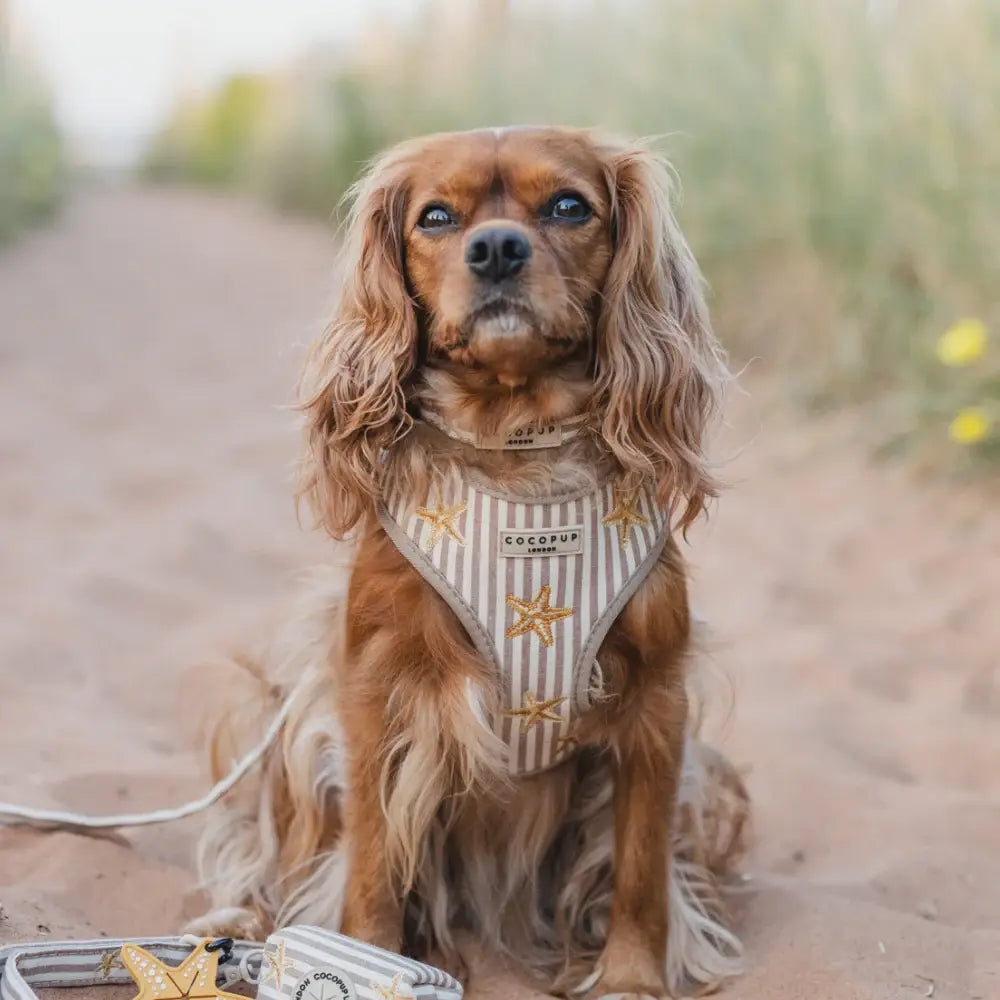 Sandy Starpaws Adjustable Neck HARNESS