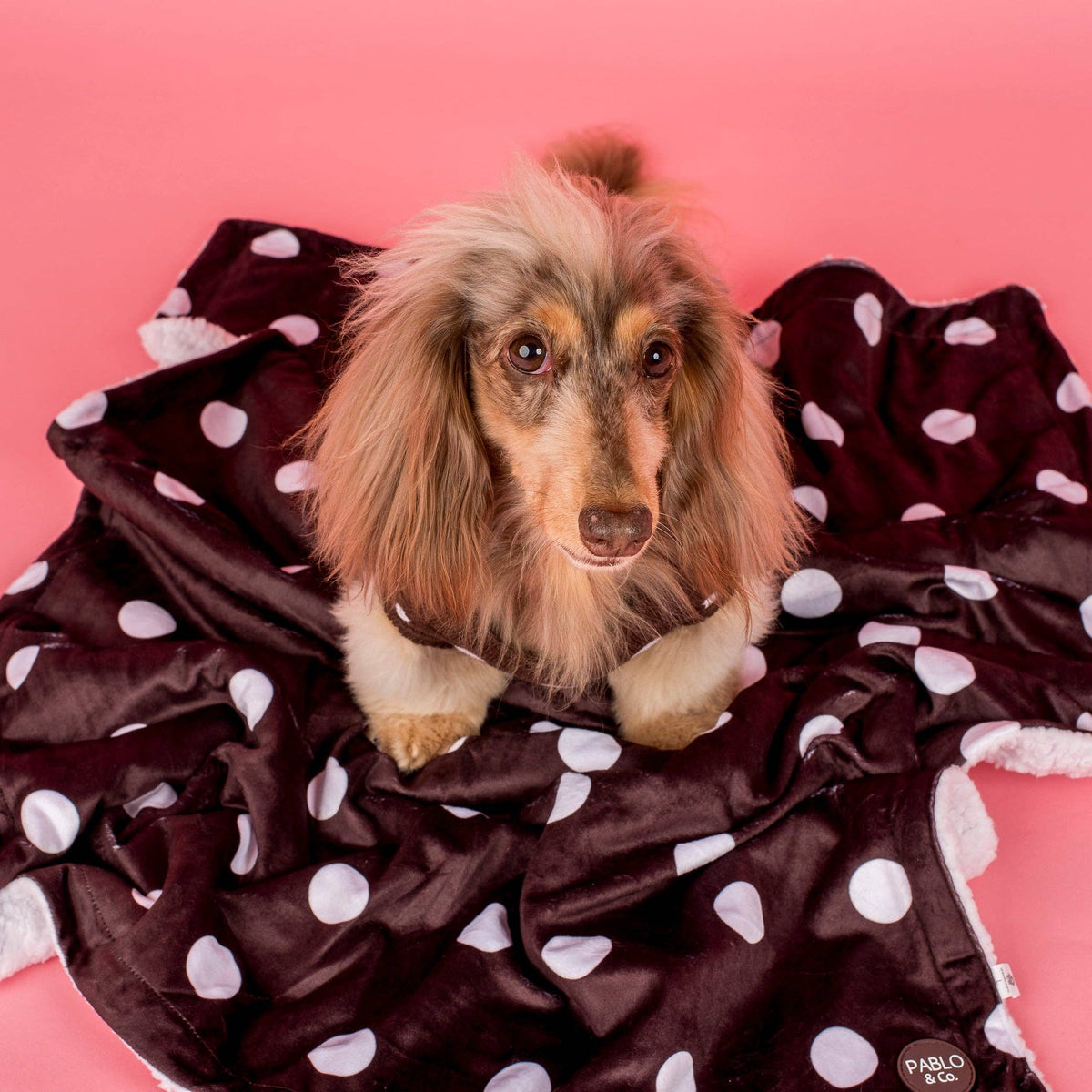 Polka Dots: Dog Blanket