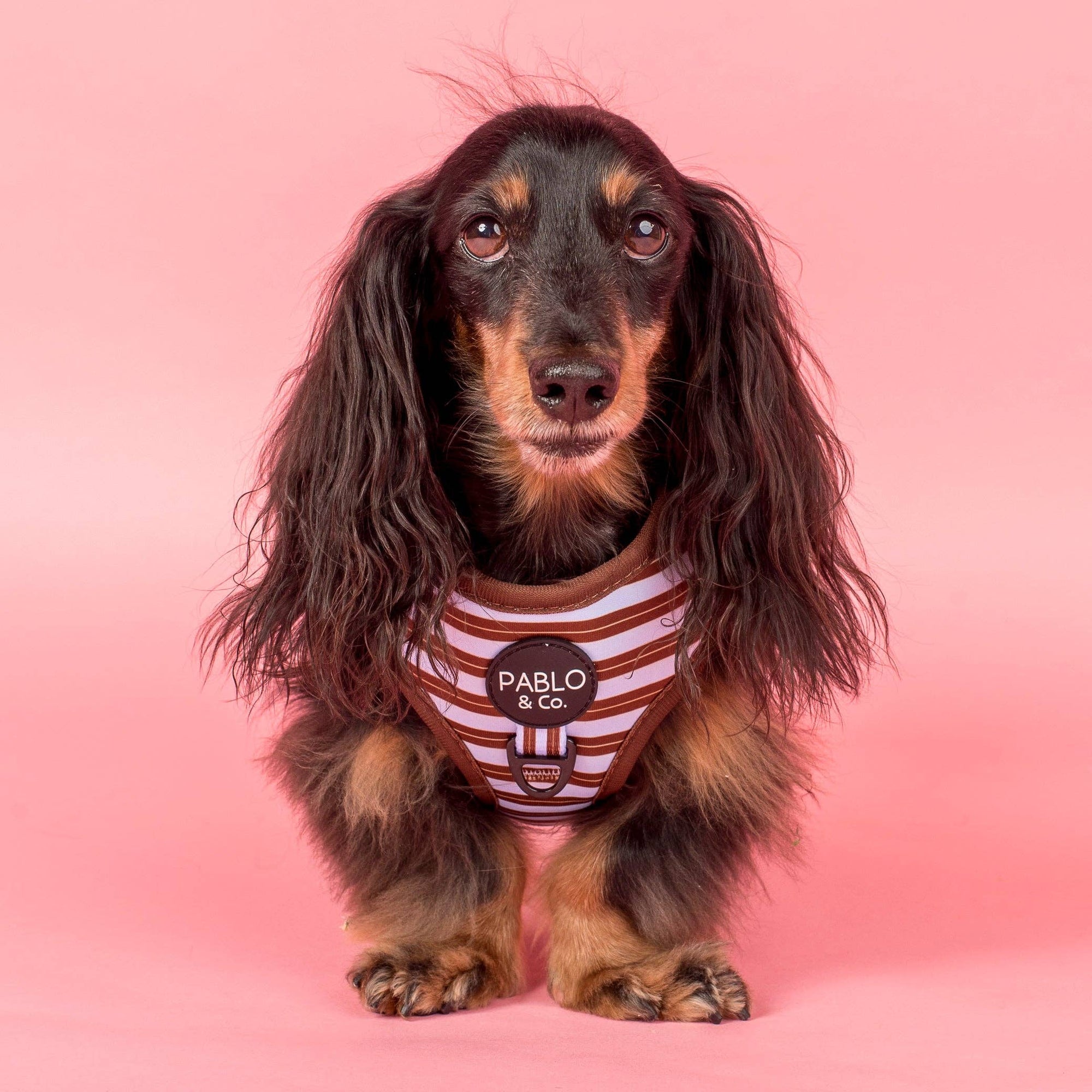 Sunday Stripes: Adjustable Dog Harness