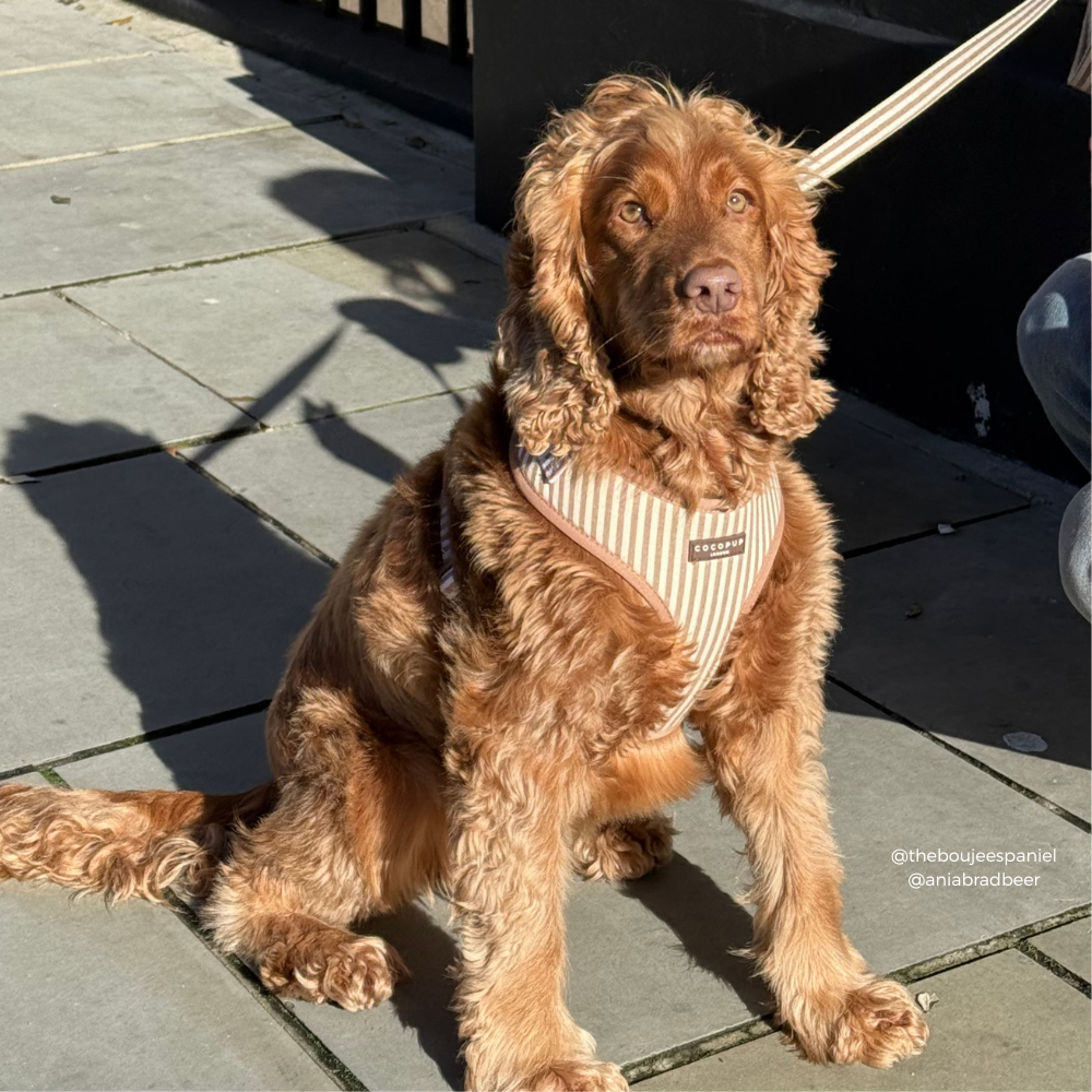 London Linen Stripes Adjustable Neck HARNESS