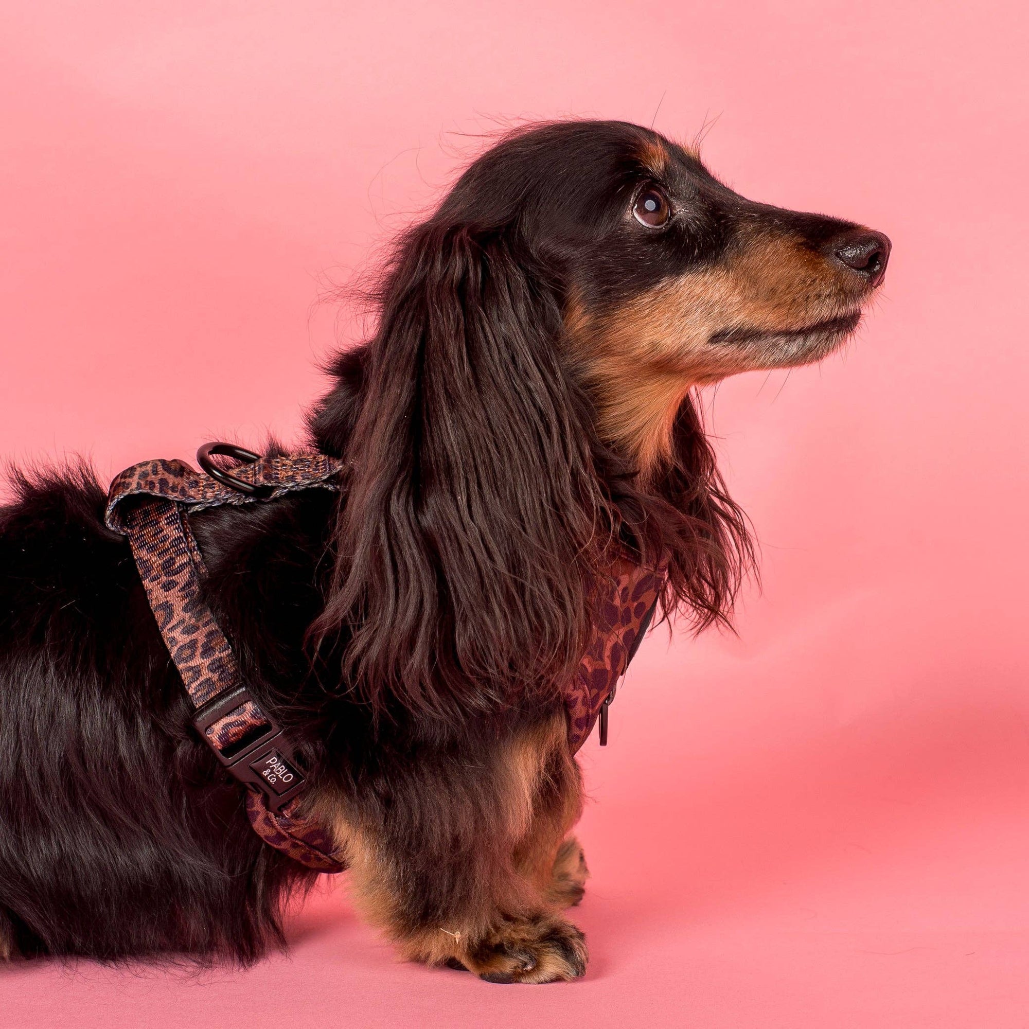 Leopard Adjustable Dog Harness