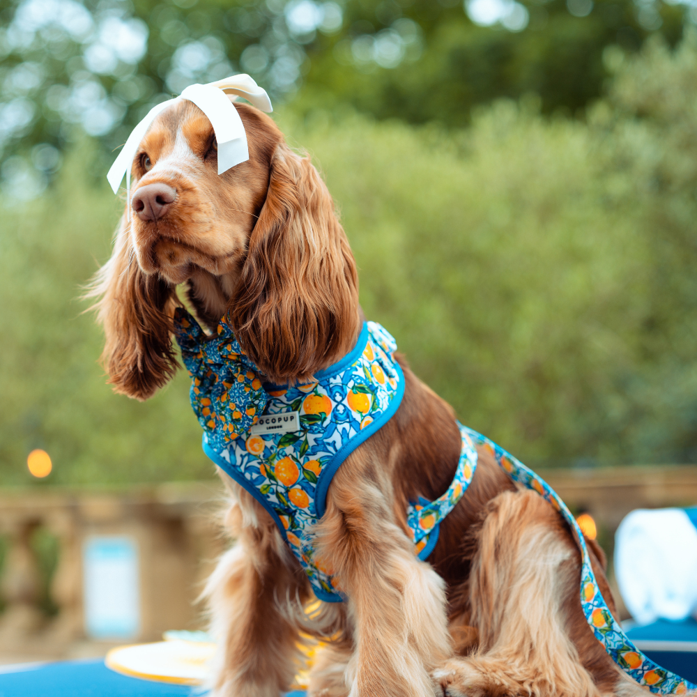 Amalfi Lemon Adjustable Neck HARNESS