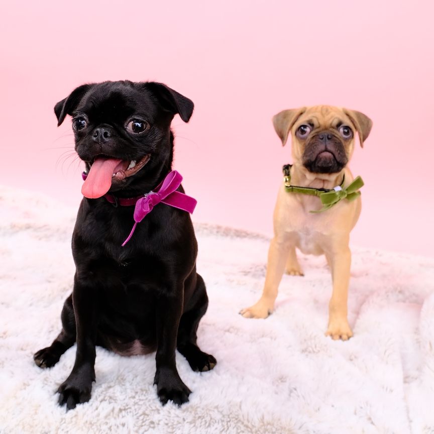 Velvet puppy collar set - Betty pink