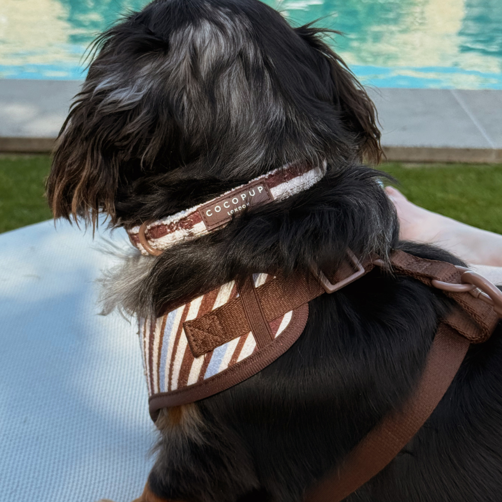 Brown & Blue Stripes Dog COLLAR