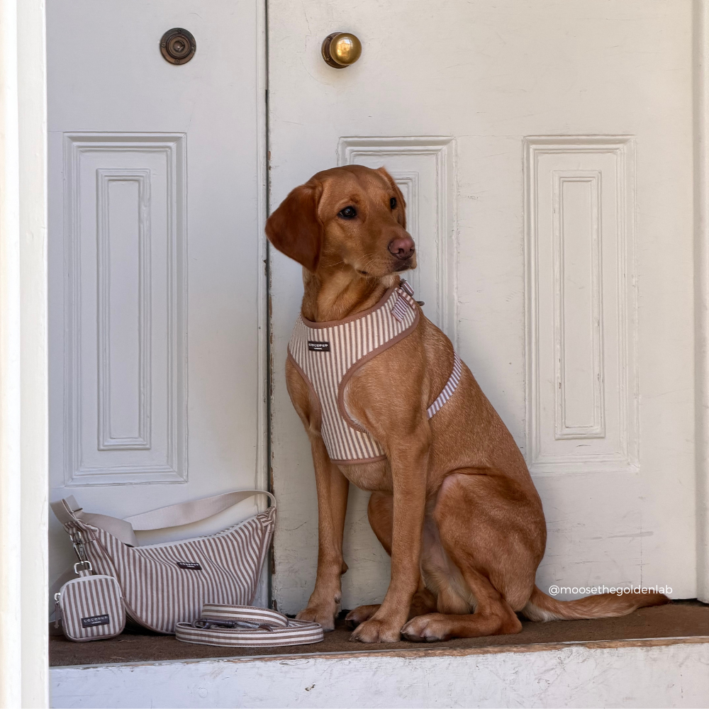London Linen Stripes Adjustable Neck HARNESS