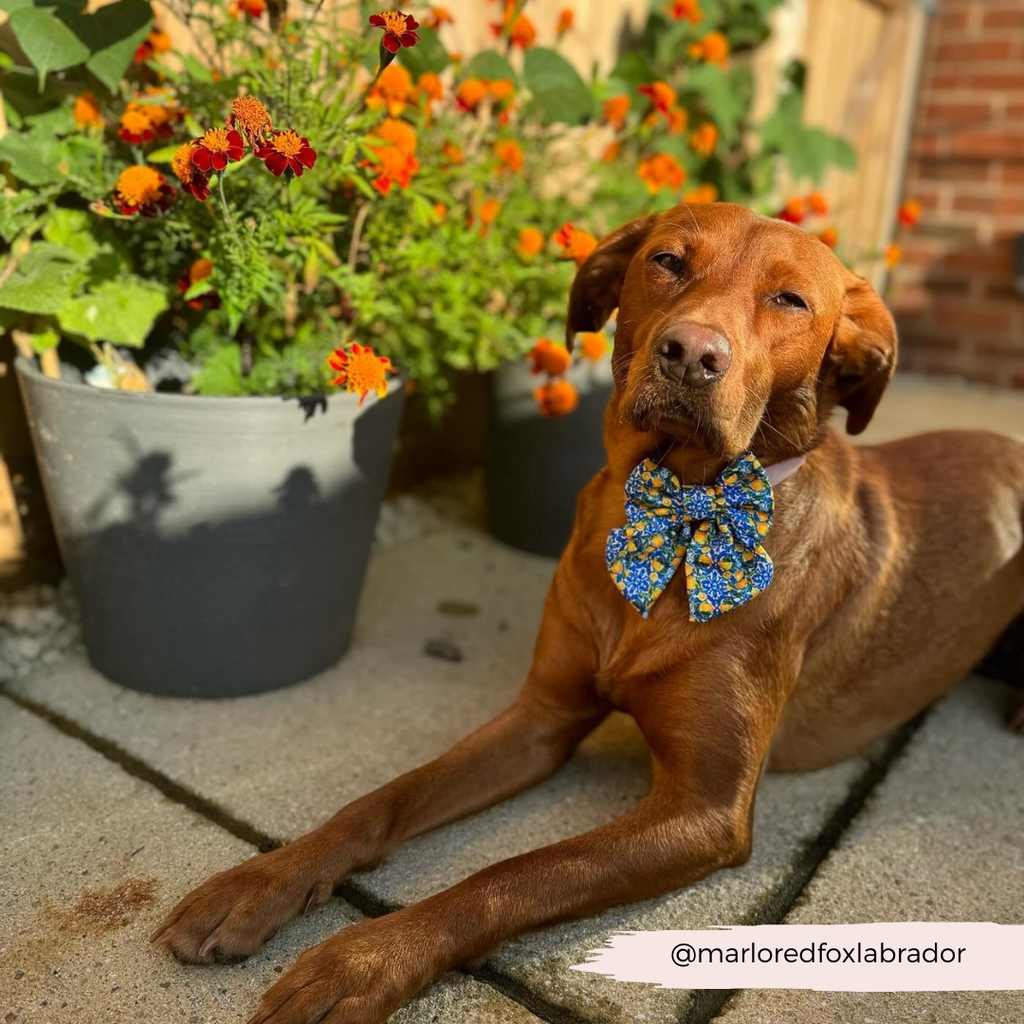 Amalfi Lemon Sailor Dog Bow Tie