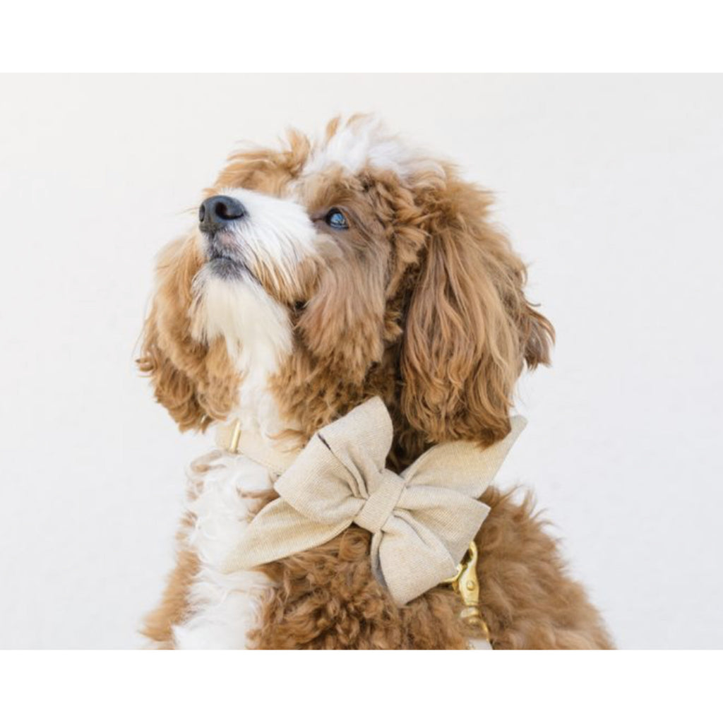 Gold Glitter Belle Bow Dog Collar