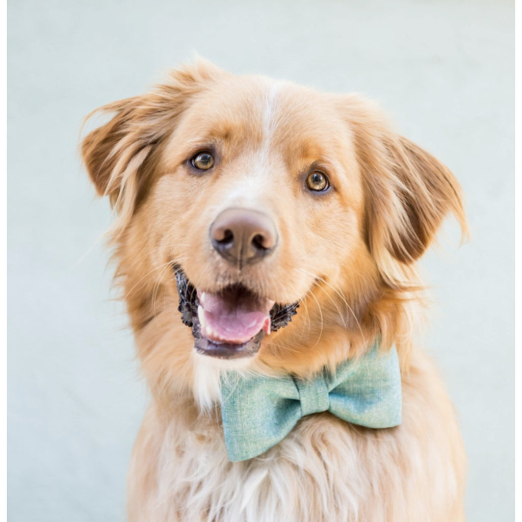 Green Glitter bow tie dog collar