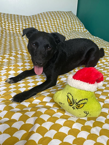 Grinch head dog toy