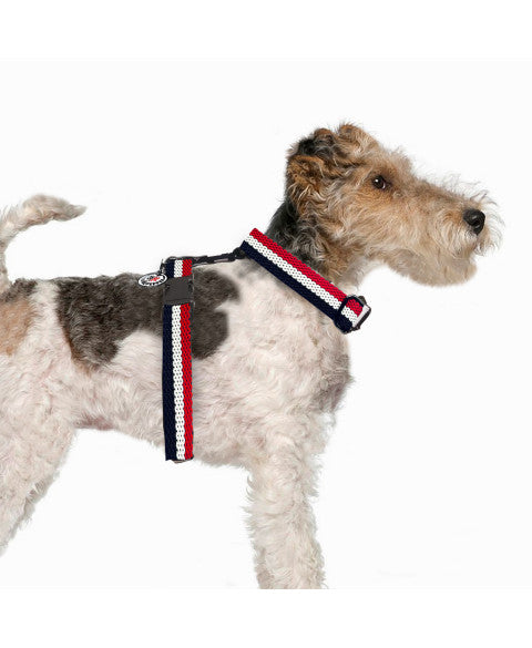 Tricolour Harness