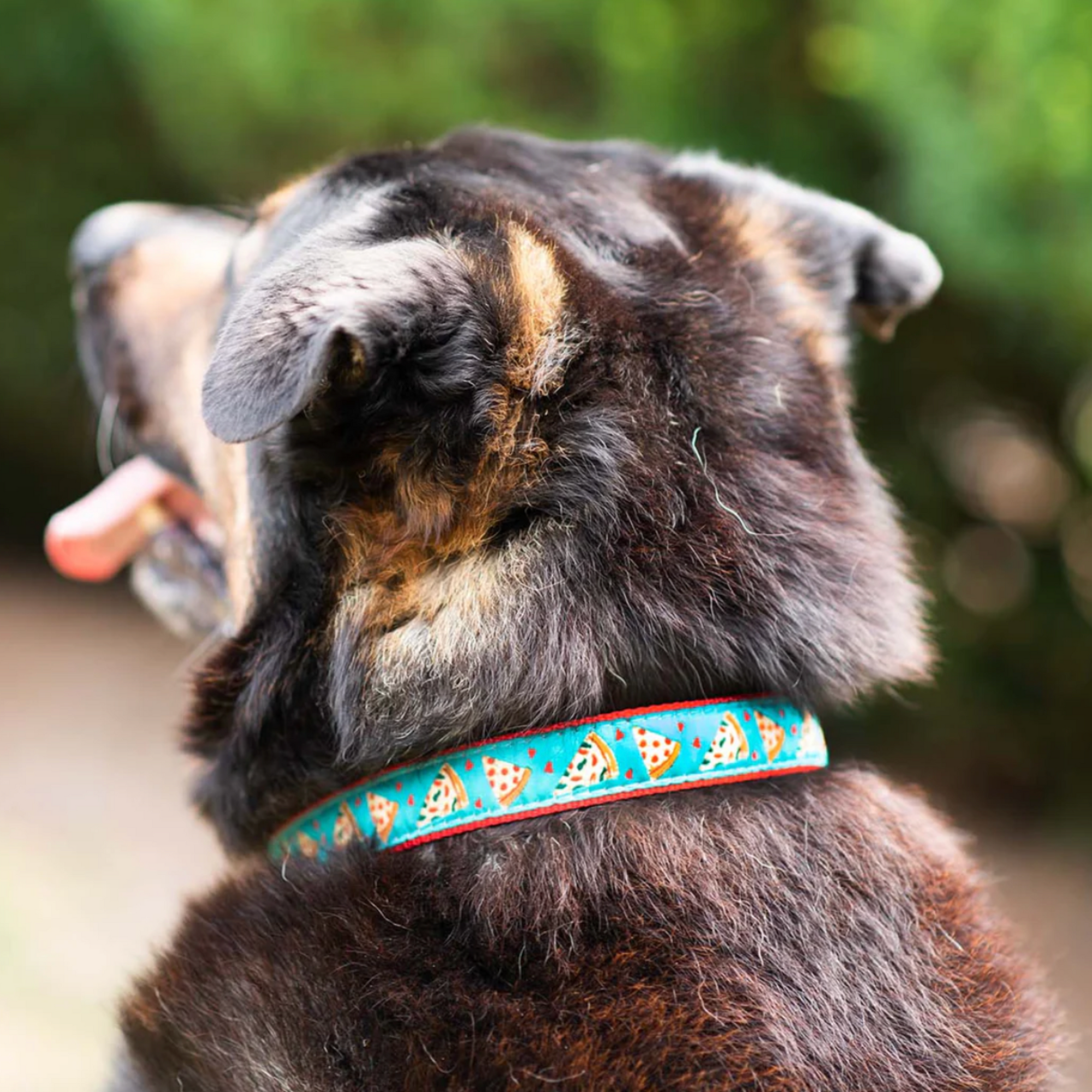 Pizza lover collar