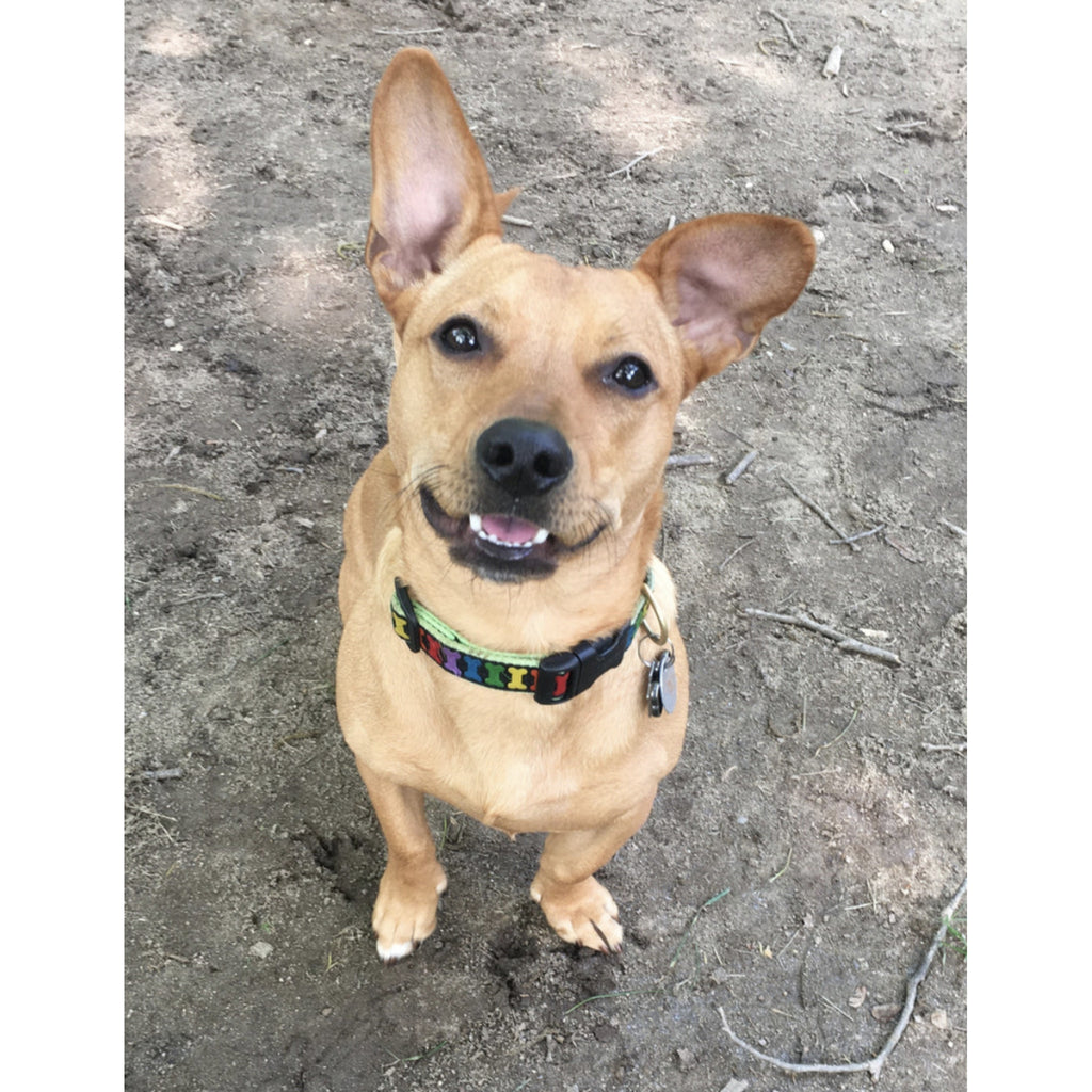 Rainbow bone Collar